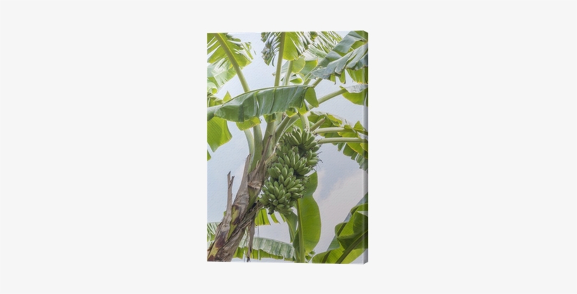 Tree, transparent png #3653328