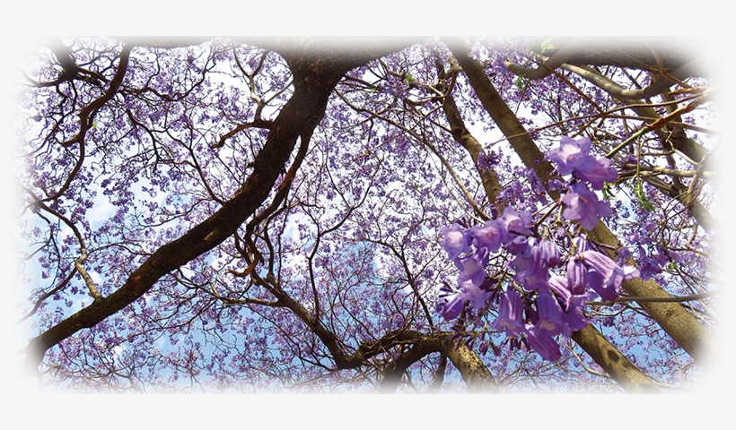 Image - Climate, transparent png #3654064