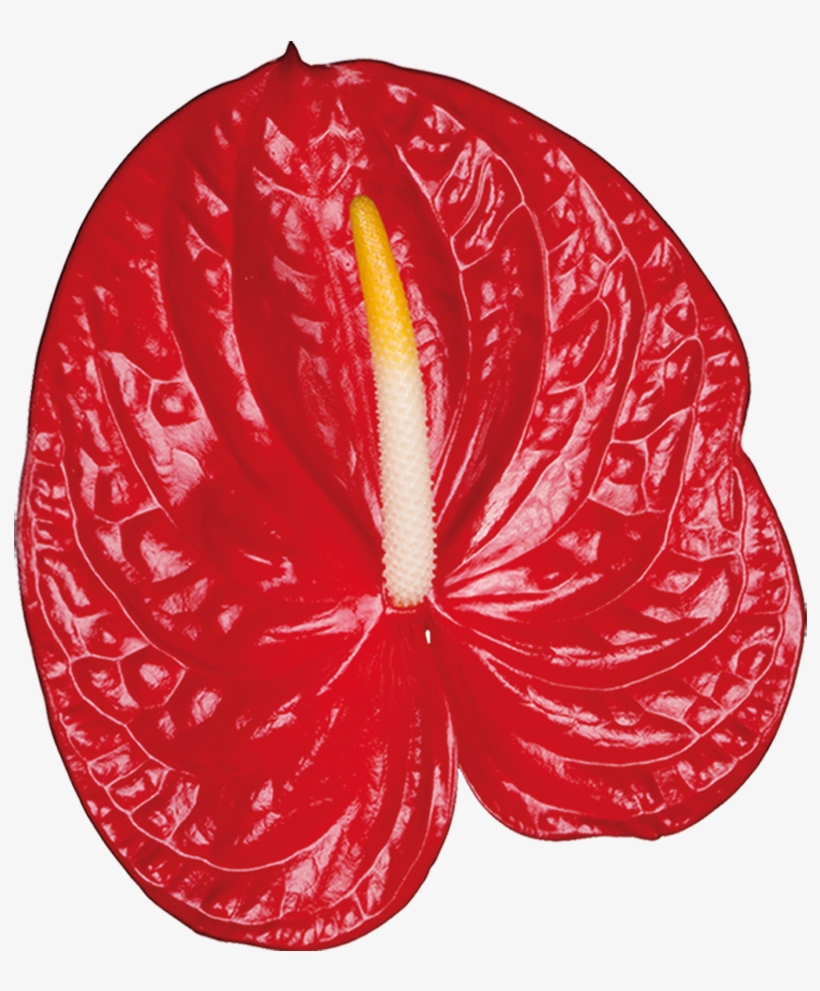 Fire Xl Kwiat - Laceleaf, transparent png #3654190