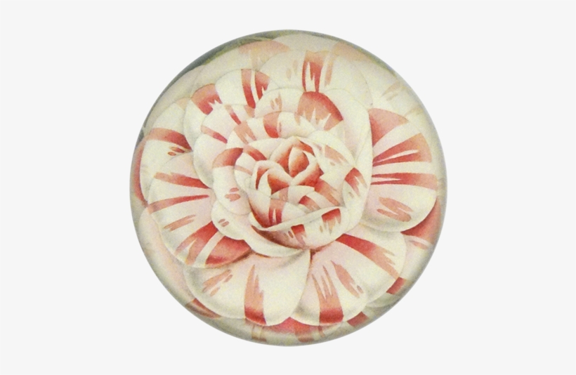 Camellia Japonica Countess Of Derby - Thewatsonshop Flower Cotton Throw Pillow, Green, transparent png #3654625