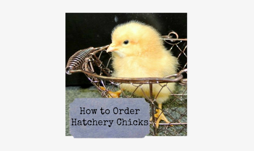 Duck, transparent png #3655162