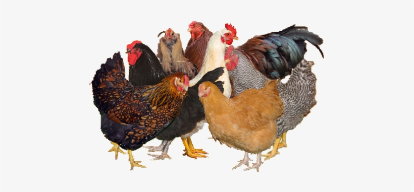 Chicken, transparent png #3655211