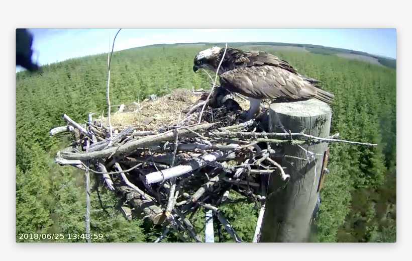 Mrs Ya's Shadow Covers The Chicks' Heads Forestry Commission - Buzzard, transparent png #3655379