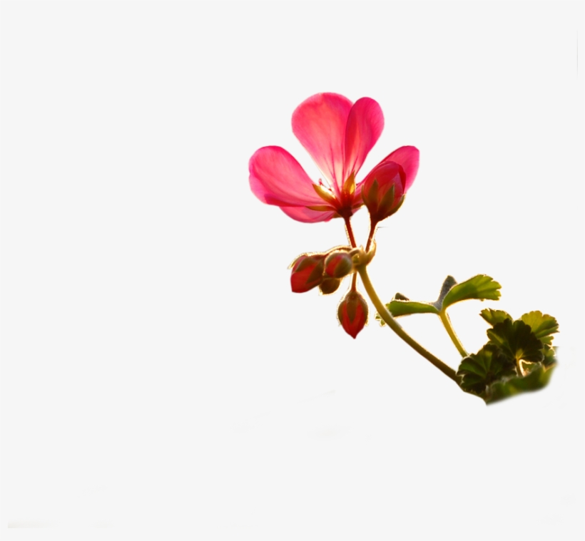 Photoshoppng Frames Wallpapers Designs Small Flower - Html@pngkey.com