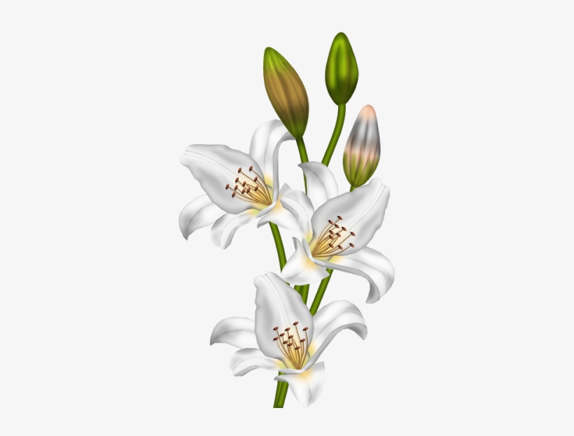 Small Flowers And Large As For Separators Found On - Lilium Png Vintage, transparent png #3656494