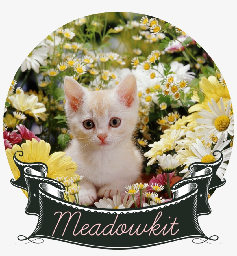 08184 Kitten Among Flowers - Beautiful Flowers Images Hd, transparent png #3656562