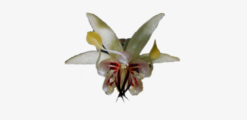 The Flowers Are Small But Exquisetly Complex And Delicate - Cocoa Tree Flower Png, transparent png #3656799