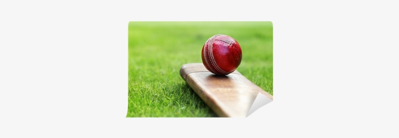 Cricket Is My First Love, transparent png #3659275