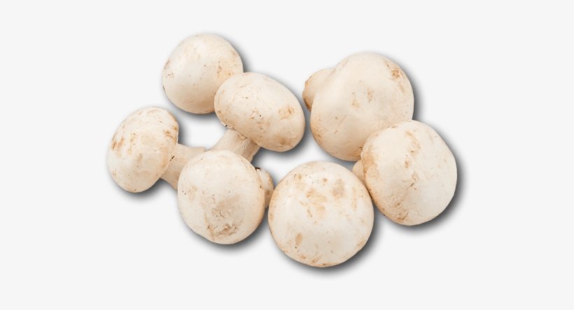 Holland White Mushroom - Common Mushroom, transparent png #3660391