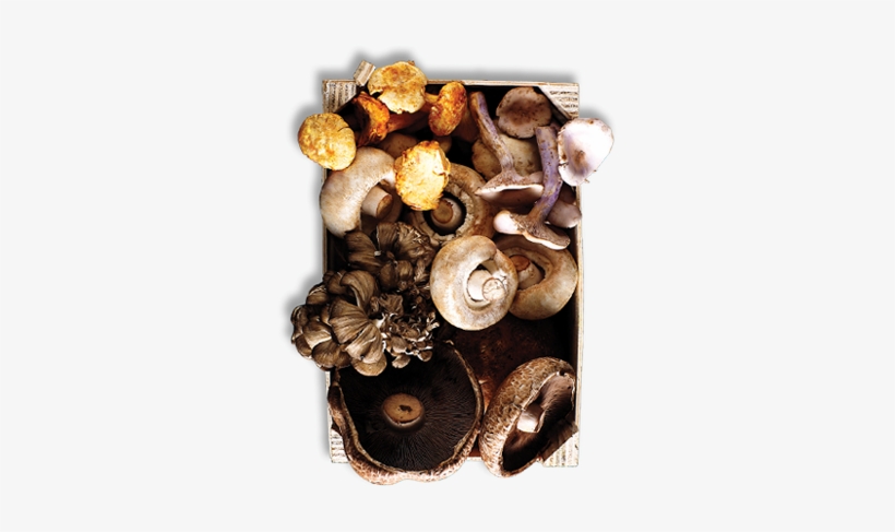 Mushrooms - Mushrooming On Long Island: Selected Memoirs, transparent png #3660784