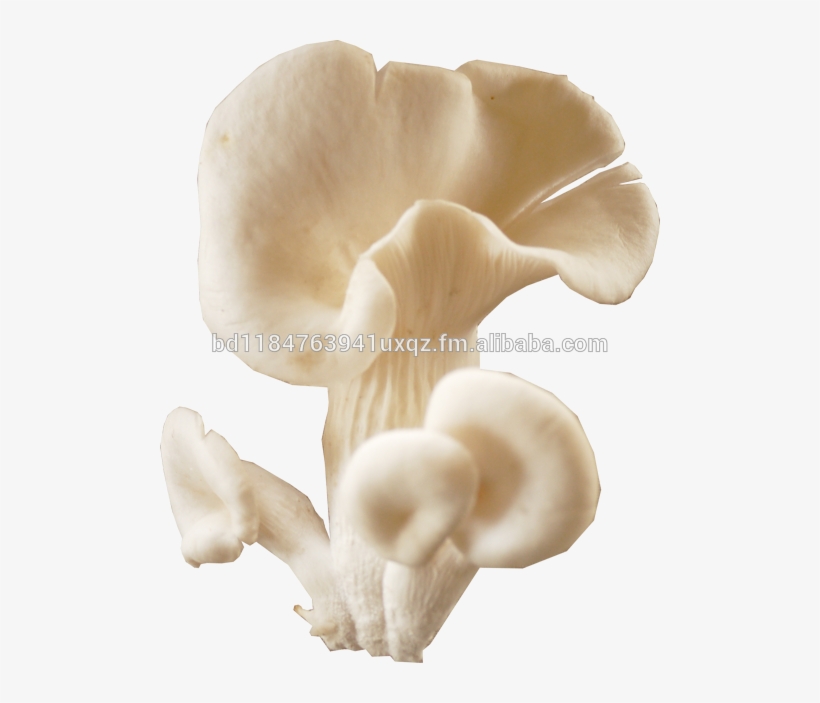 Bangladesh Mushroom Oyster, Bangladesh Mushroom Oyster - Oyster Mushroom, transparent png #3660877