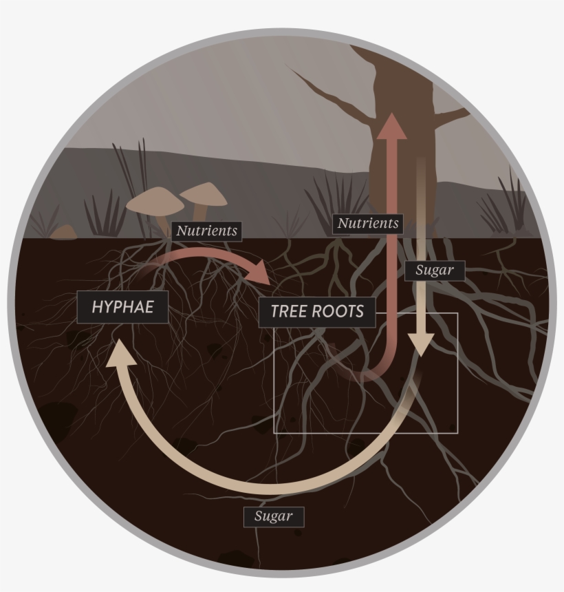 Friends With Benefits - Circle, transparent png #3661008