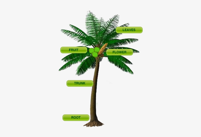 Coconut Tree With Parts, transparent png #3661585