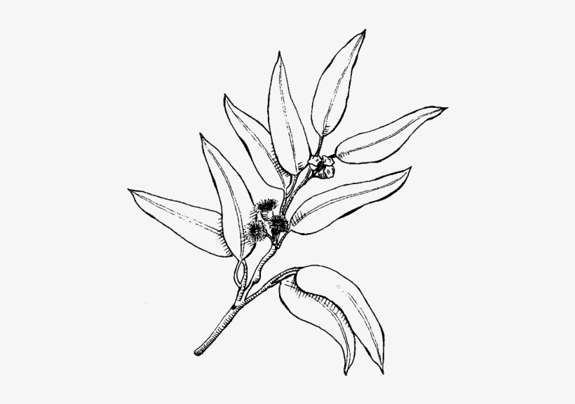 Eucalyptus - Sketch, transparent png #3662367