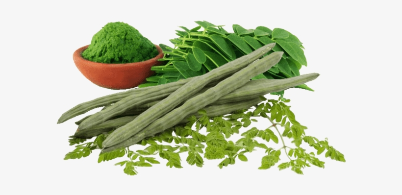 Also Known As The 'tree Of Life' Has Been A Great Food - Moringa Oleifera, transparent png #3663043
