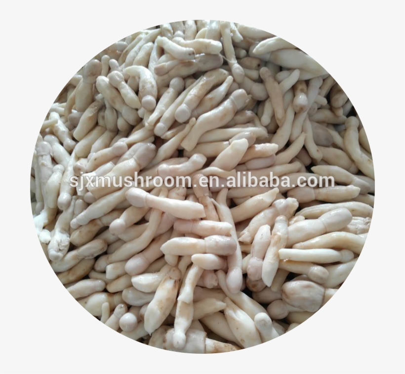 2018 New Crop Drumstick Mushroom In Brine Coprinus - Daikon, transparent png #3663270