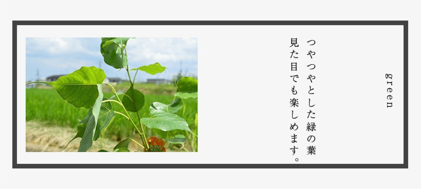 Of The Tree Said To That Buddha Attained Realization, transparent png #3663504