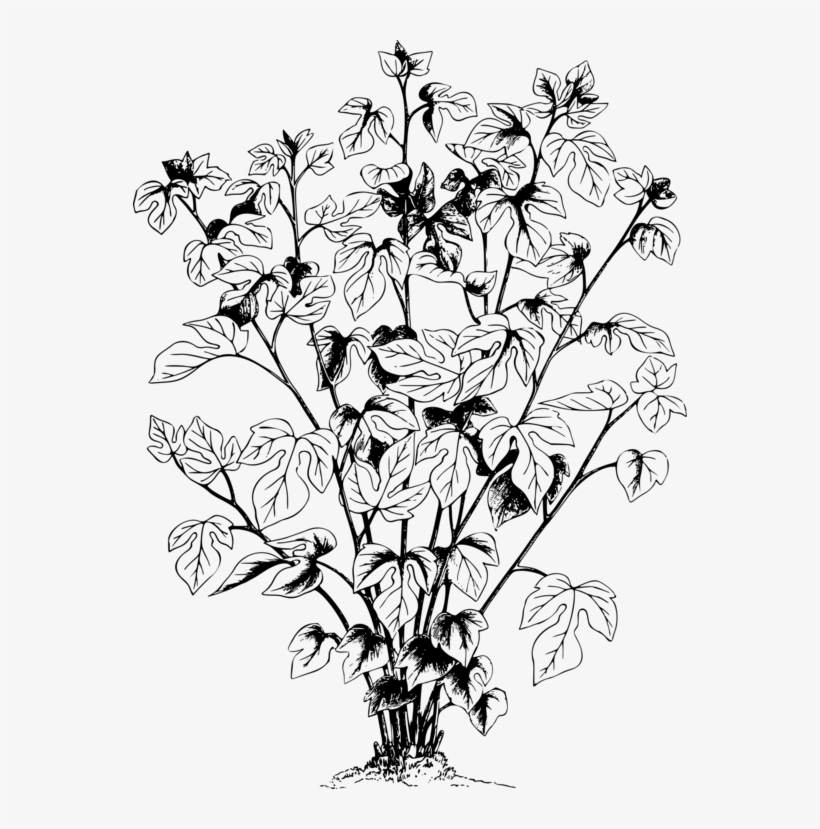 Vector - Leaf, transparent png #3664105