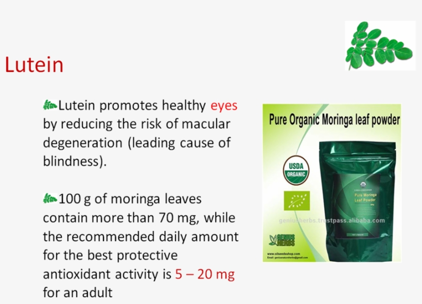 100 Seeds Organic Dry Moringa Oleifera Seed Thai Herb, transparent png #3664162