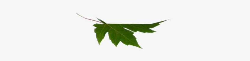 I Used A Normal Leaf Photo And Took Out The Background - Maple Leaf, transparent png #3666173