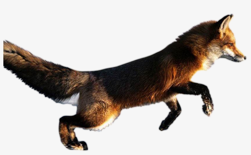 Real Animal Png - Cool Animals In Action, transparent png #3668209