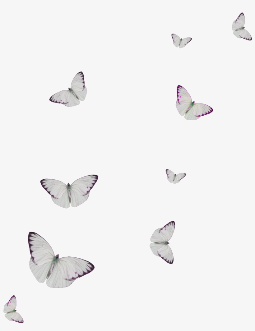 White Spot Butterfly Cartoon Transparent صور فراشات خلفيه بيضاء Free Transparent Png Download Pngkey