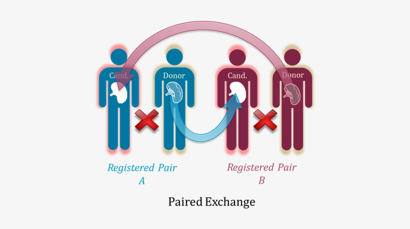 Paired Exchange Cand Final - Pathophysiology Of Sanjad Sakati Syndrome, transparent png #3668819