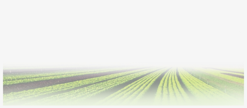 Background - Grass, transparent png #3668951