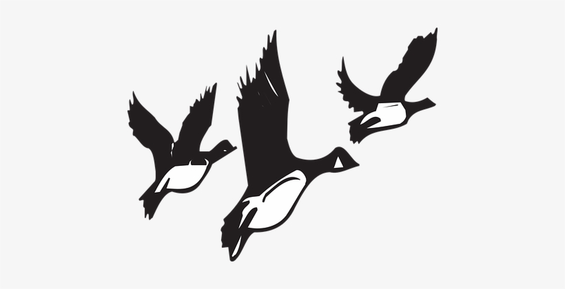 Geese, Flying, Birds, Flight, Black - Birds Migrating Black And White, transparent png #3668986