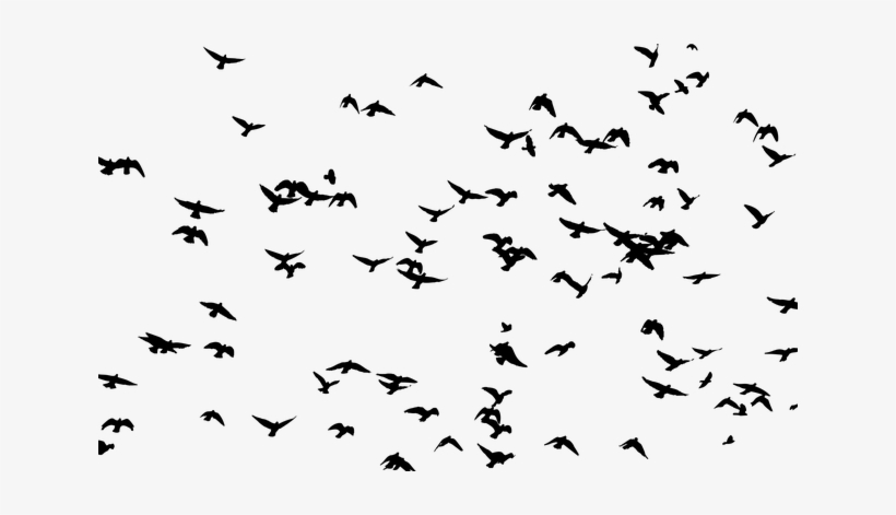 Flock Of Birds Silhouette, transparent png #3669078