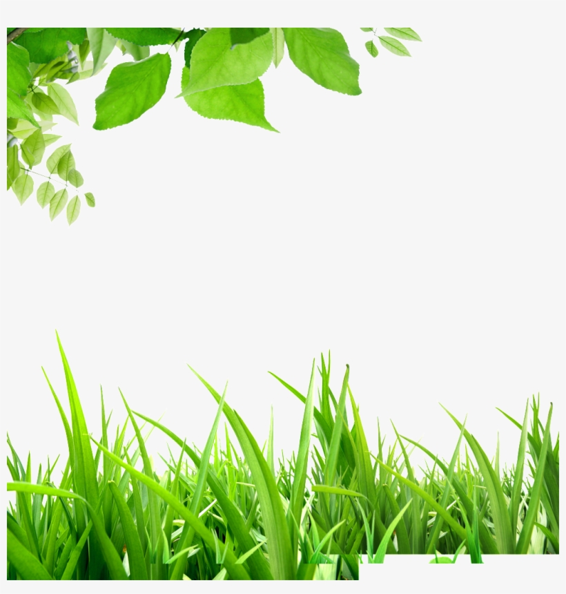 Leaves Grass Green Hd Beautiful Background - Background Cây Cỏ, transparent png #3669850
