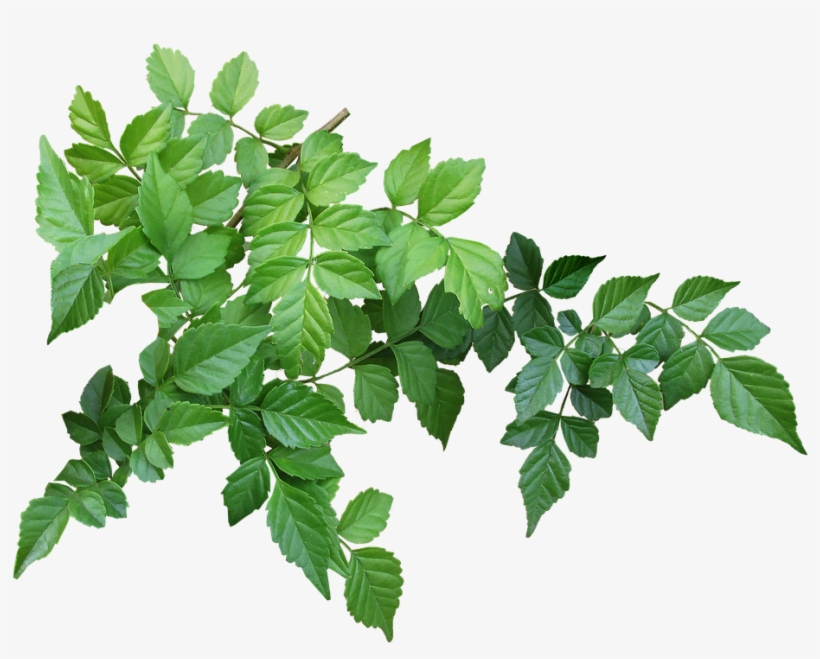 Leaves, Branch, Garden, Nature, Green - Garden Leaves Png, transparent png #3671474