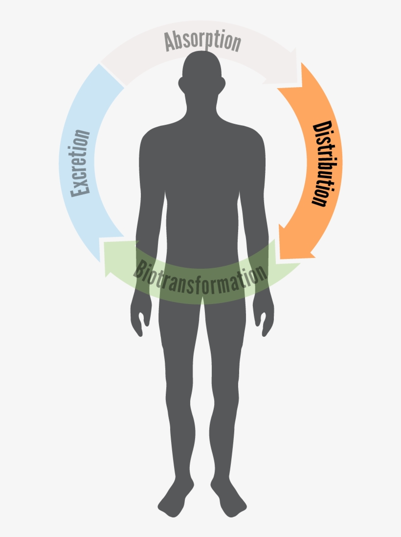 Illustration Of A Human Body With A Semi-circle Over - Excretion, transparent png #3671632
