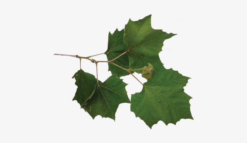 Sycamore Tree Leaves On Branch, transparent png #3671858