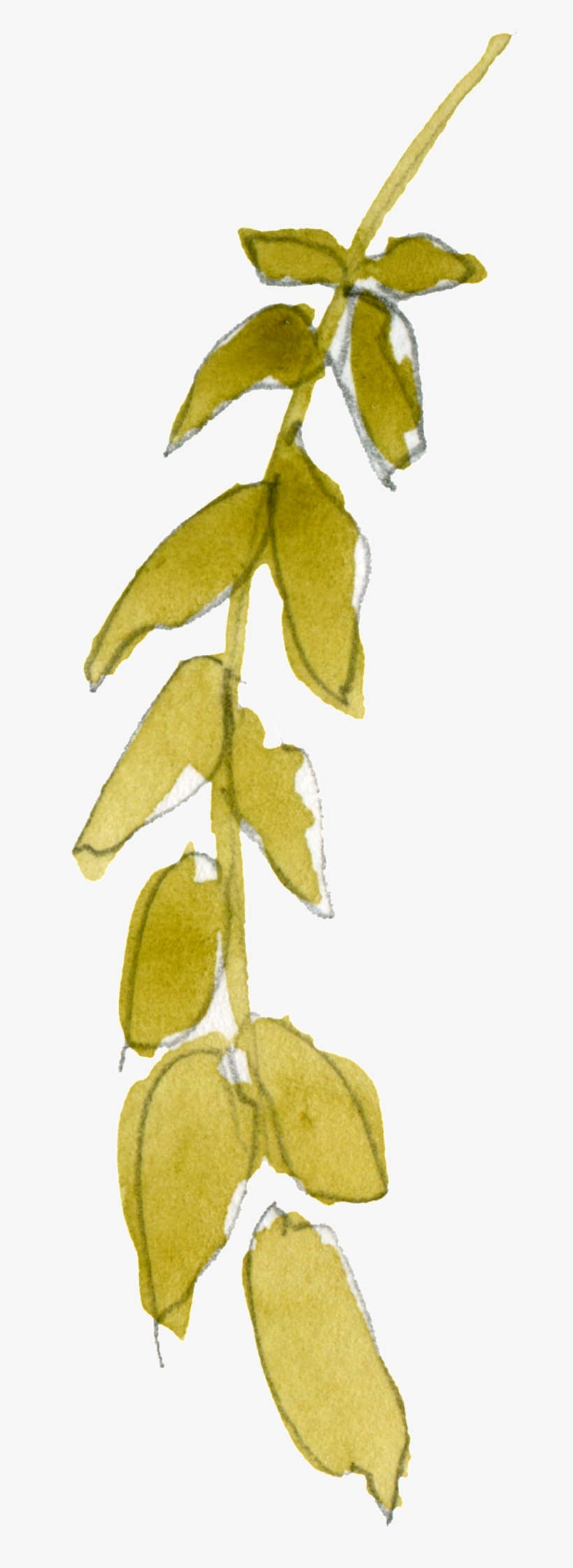 Green Branches And Leaves Transparent Decorative - Portable Network Graphics, transparent png #3672119