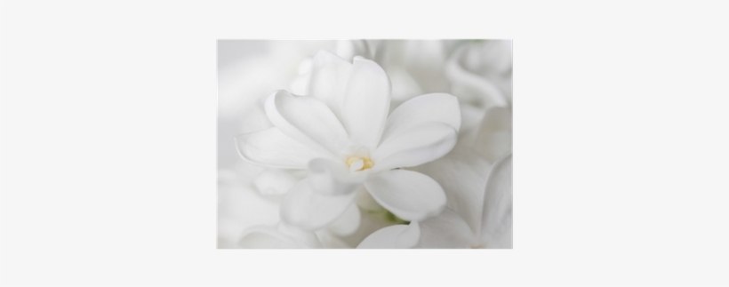 Floral Wallpaper, White Lilac Flower Background Poster - Frangipani, transparent png #3674417