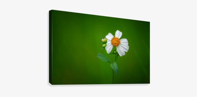White Flower On Green Background Canvas Print - Canvas Print, transparent png #3674547
