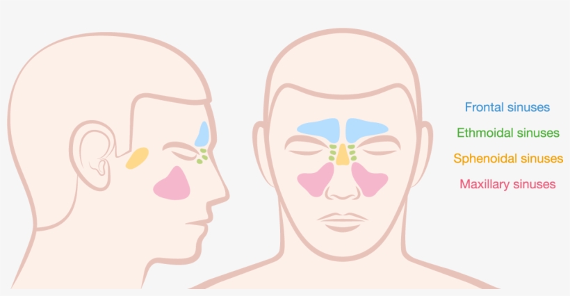 Spaces That Contain Air, And Produce Mucous To Cleanse - Sinus, transparent png #3675430