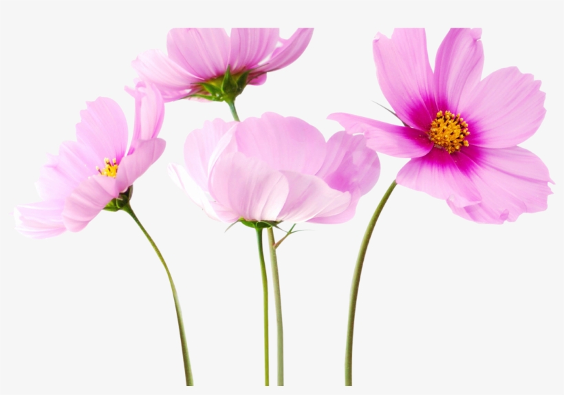 Bouquet Flowers Png 20 Stickers Png - Active Plus Youth Cream, transparent png #3675639