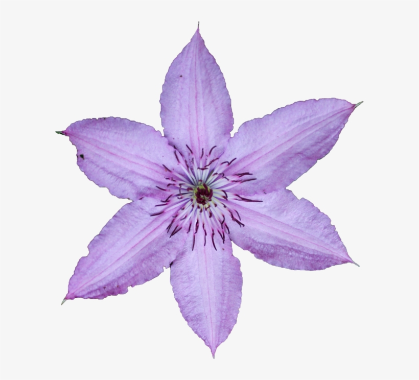 Lily Family, transparent png #3676618