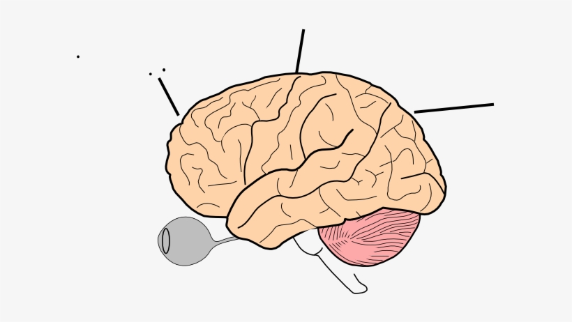 Printable Coloring Page Of The Brain, transparent png #3677363