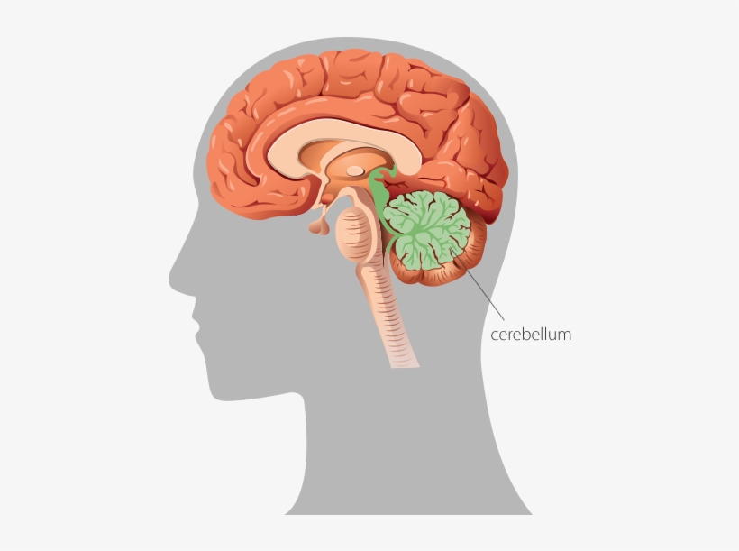 A Graphic Representation Of The Human Brain In Profile - Brain Sense Of Balance, transparent png #3677569