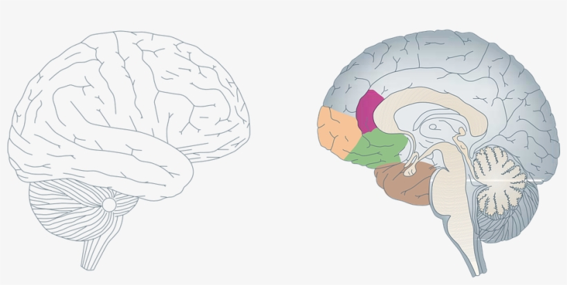 Human Anatomy Free Vector Graphic On Pixabay - Dorsolateral Prefrontal Cortex Orbitofrontal Cortex, transparent png #3677772