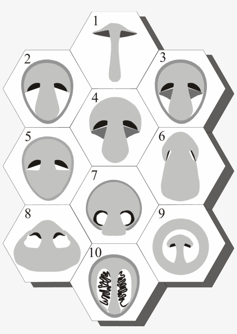 A Montage Of Diagrammatic Sections Illustrating The - Tissue, transparent png #3679135