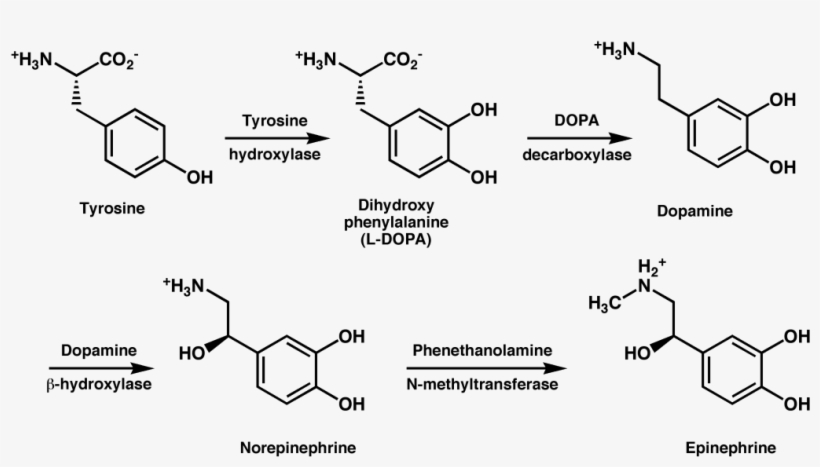 L Tyrosine And Adderall - Dopamine And Tyrosine, transparent png #3680280