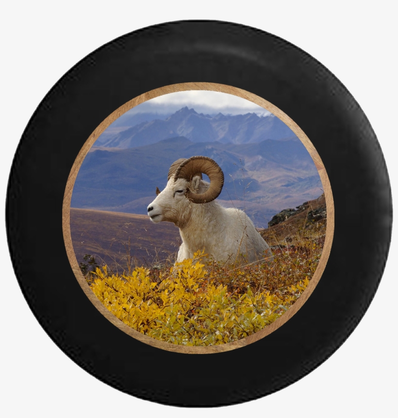 Ram Horns In The Mountain Countryside Jeep Camper Spare - Poster: Kazlowski's Dall Ram Resting On A Hillside,, transparent png #3682277