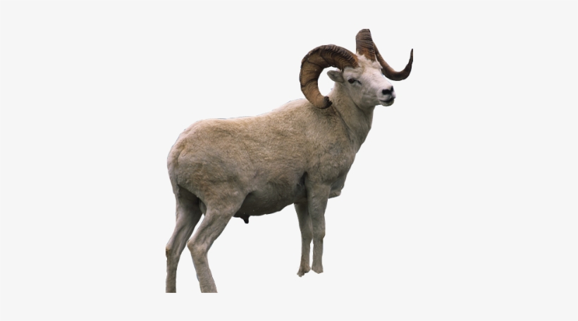 Ram Sheep Mountain Horns Overlay - Burro Png, transparent png #3682345