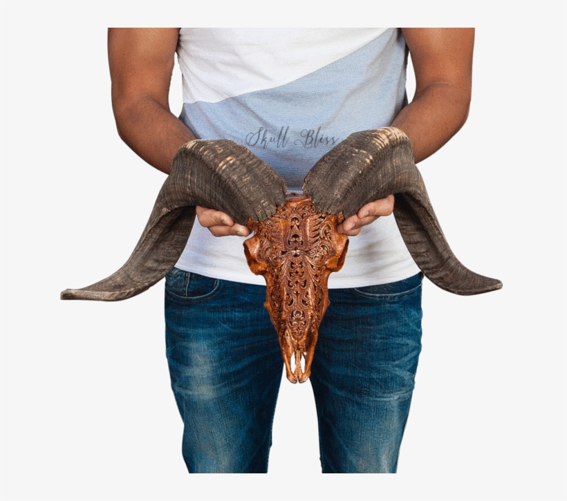 Carved Ram Skull - Skull, transparent png #3682396