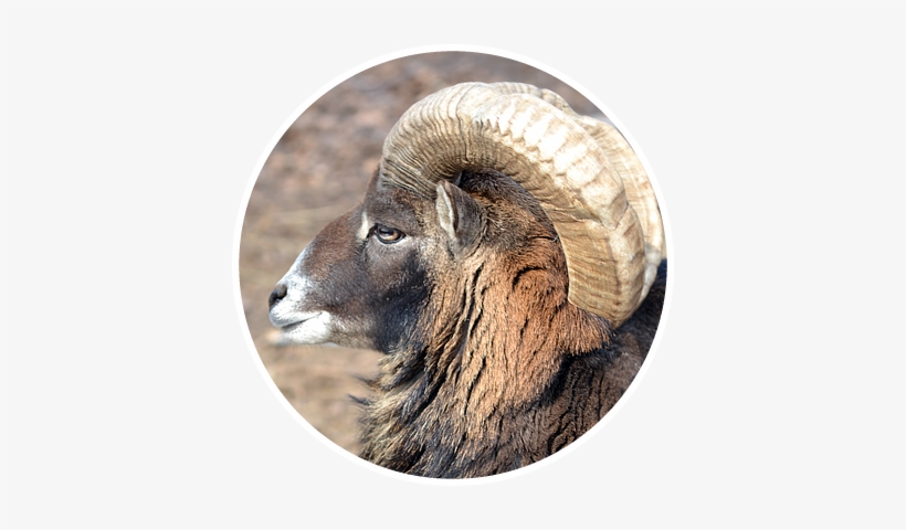 Bighorn, transparent png #3682662