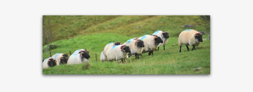 The Blackface Mountain Sheep Are Believed To Have Descended - Blackface Sheep Ireland, transparent png #3682704